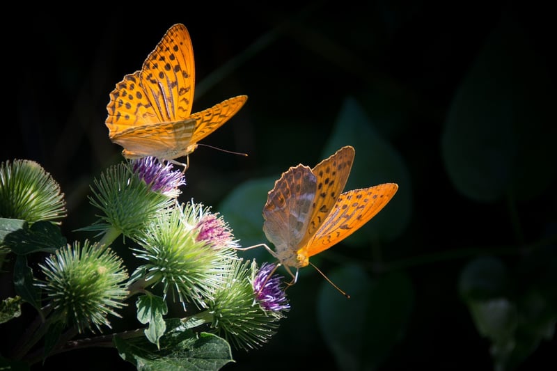 Butterfly Effect Avoidance